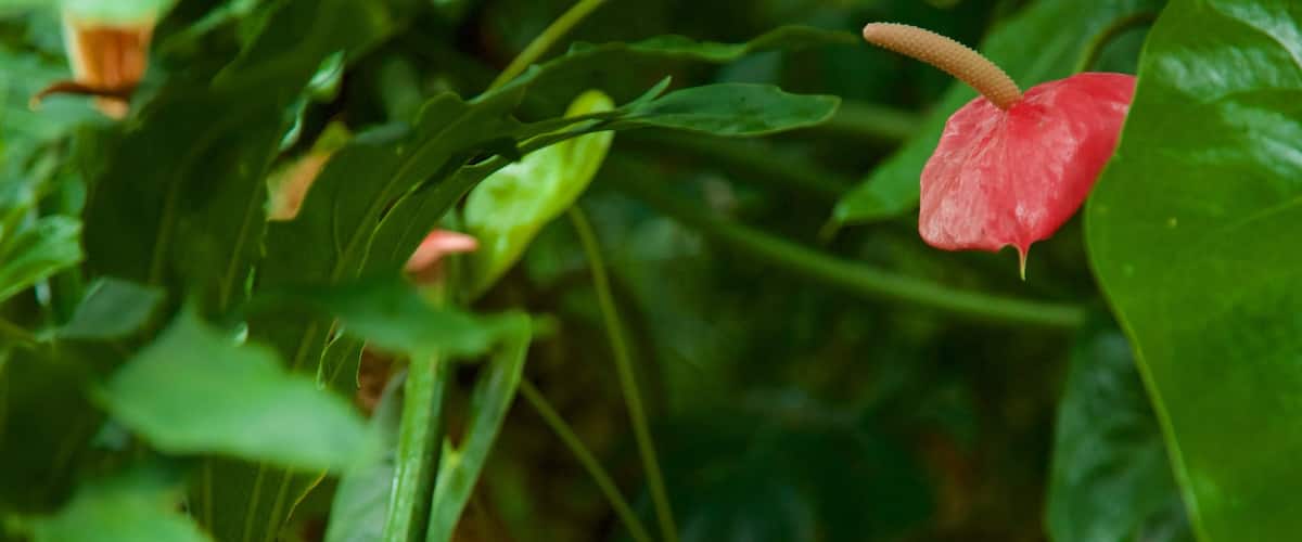 Jardim Botânico de Moscou que inclui flores