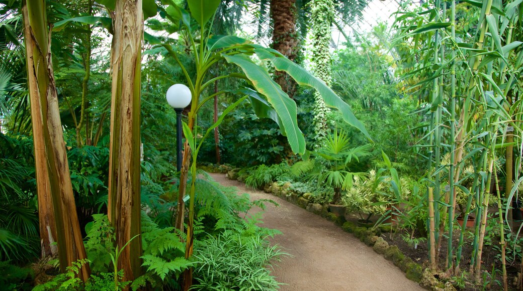 St. Petersburg Botanical Garden showing a park