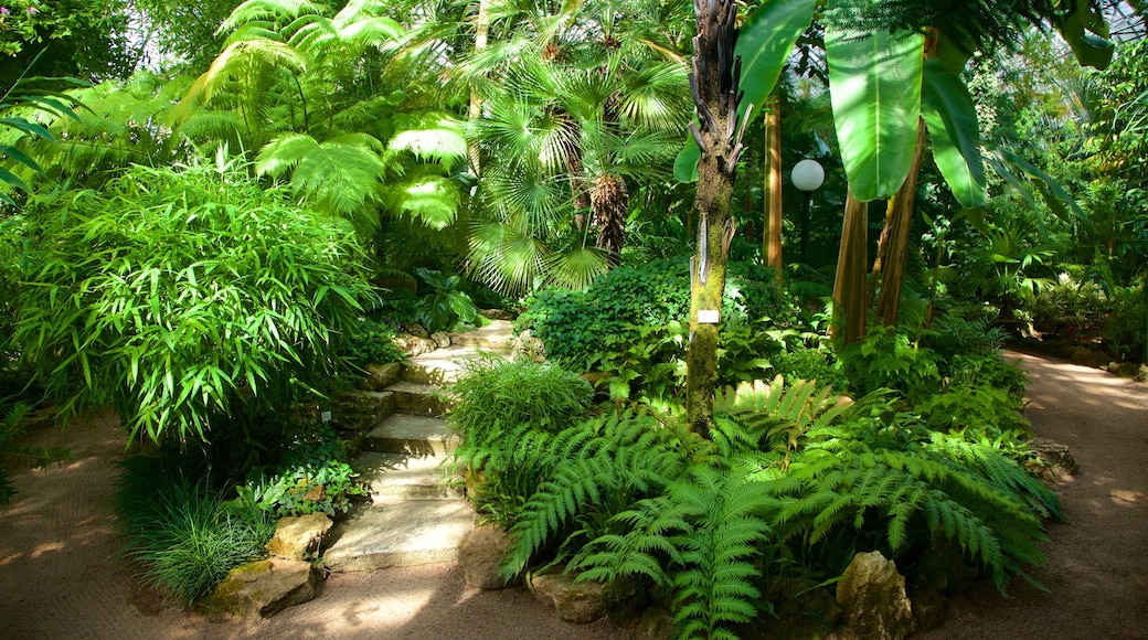 St. Petersburgs botaniska trädgård som inkluderar en park