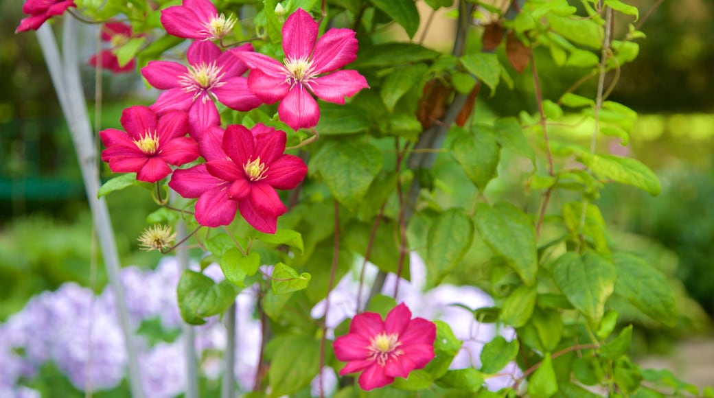 St. Petersburg Botanical Garden showing flowers