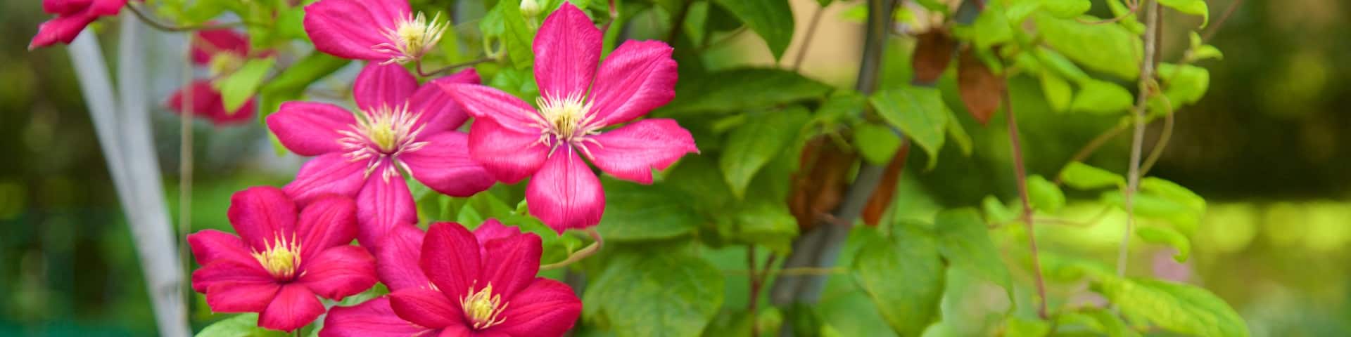 St. Petersburg Botanical Garden featuring flowers