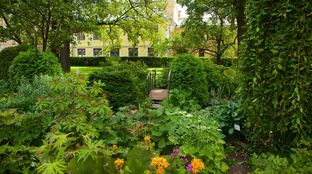 St. Petersburg Botanical Garden showing a garden