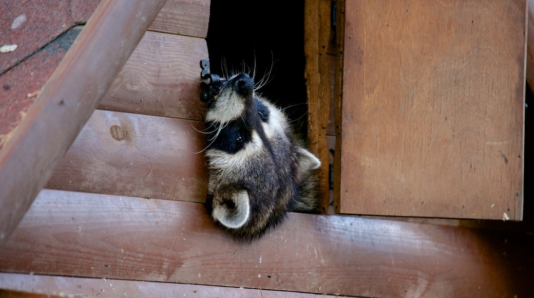 Moscow Zoo showing zoo animals and animals