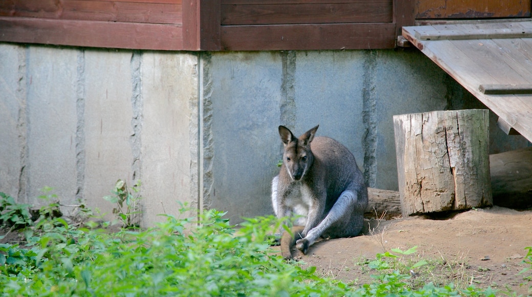 Dierentuin van Moskou inclusief dierentuindieren en dieren