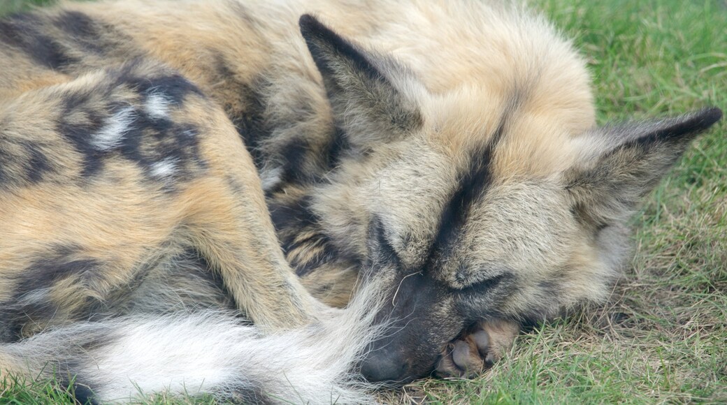 Dierentuin van Moskou inclusief dieren en dierentuindieren