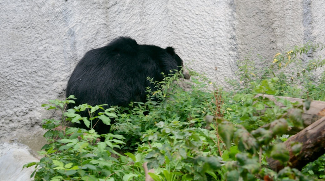 Moscow Zoo showing zoo animals and dangerous animals