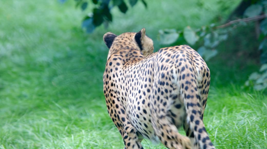 Dierentuin van Moskou toont dierentuindieren en gevaarlijke dieren