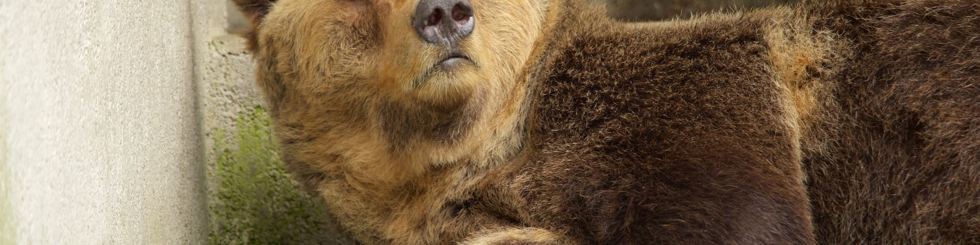 Zagreb Zoo featuring zoo animals and dangerous animals