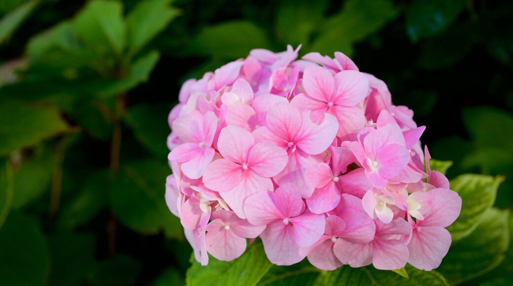 Park Angiolina das einen Blumen