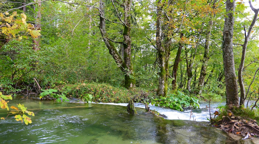 Plitvice Lakes National Park which includes a river or creek, rainforest and forests