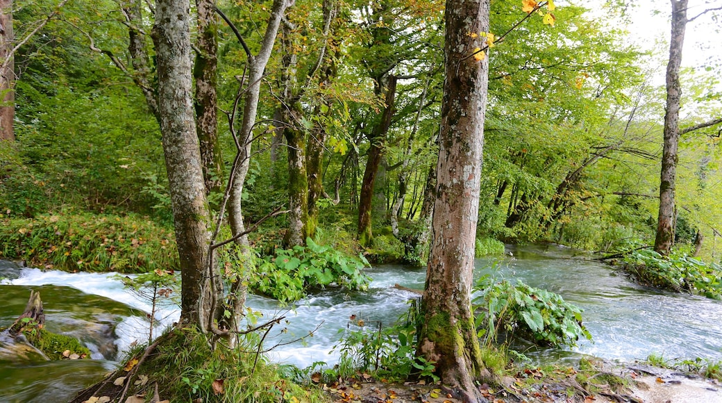 Plitvice Lakes National Park - Entrance 1 which includes rainforest, a river or creek and forests