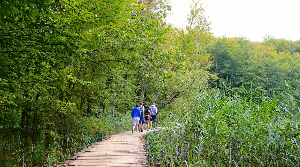 Nationalpark Plitvicer Seen – Eingang 1 mit einem Wandern oder Spazieren und Wälder