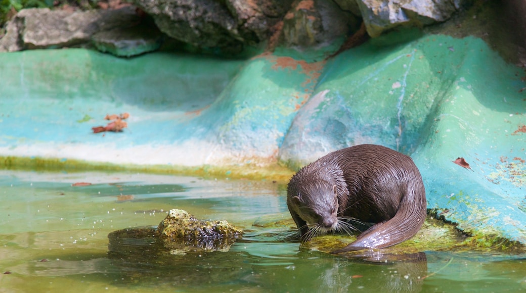 Zagrebs zoo presenterar djur och zoodjur