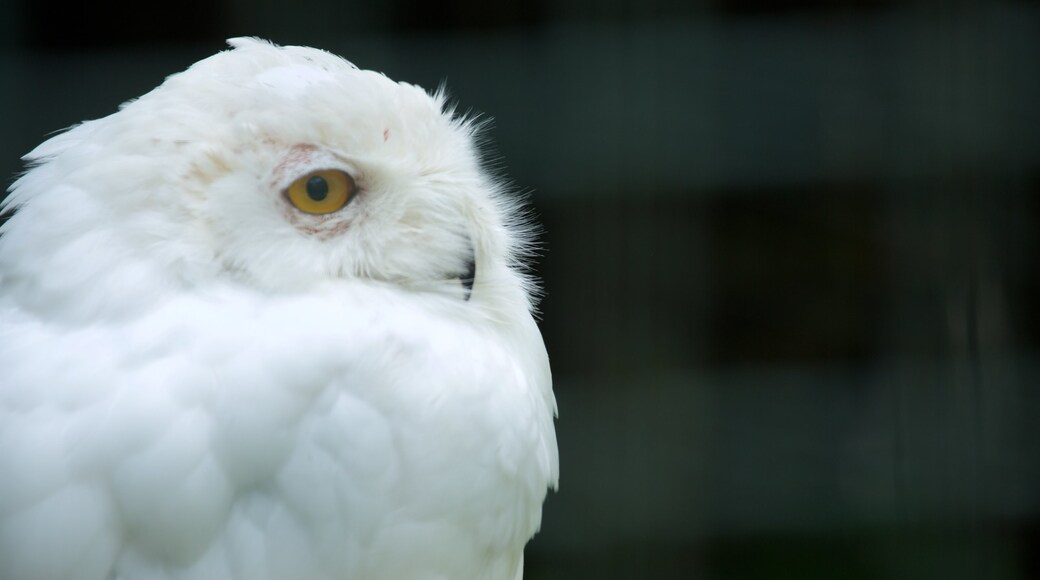 Zagreb Zoo showing bird life and zoo animals