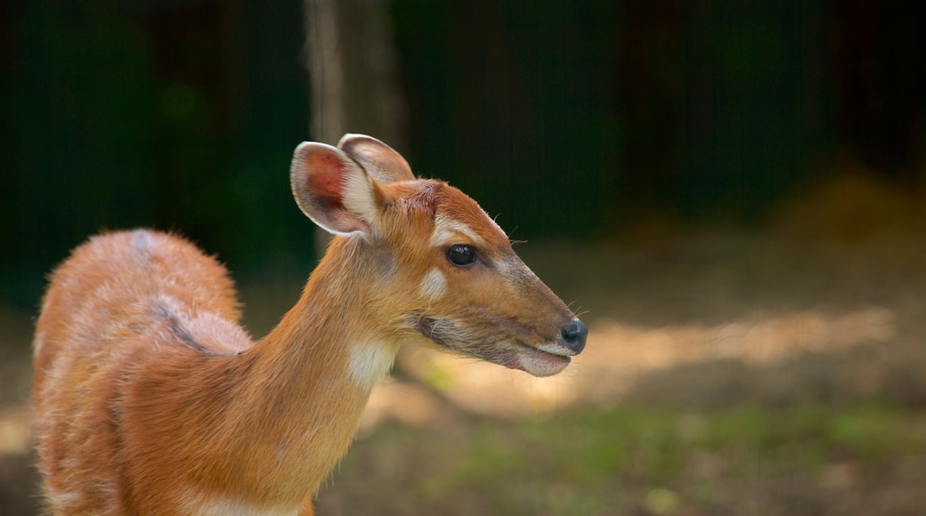 Zoo de Zagreb mostrando animais de zoológico e animais