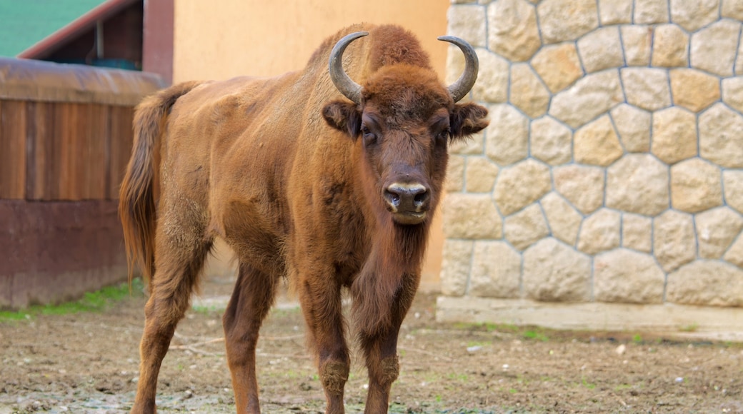 Zagreb zoologiske hage som viser dyr og dyrehagedyr