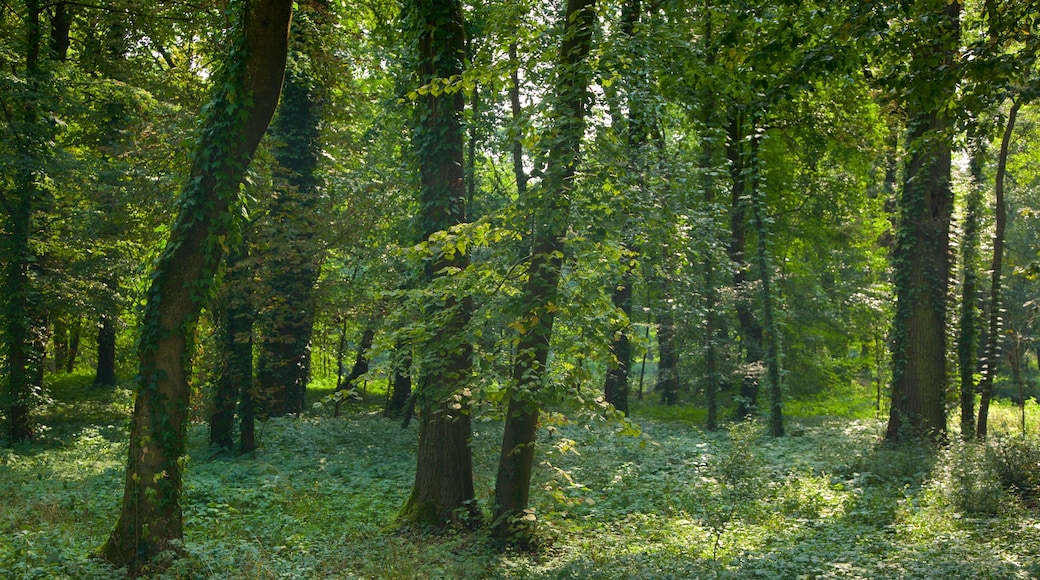 Parc Maksimir montrant forêts