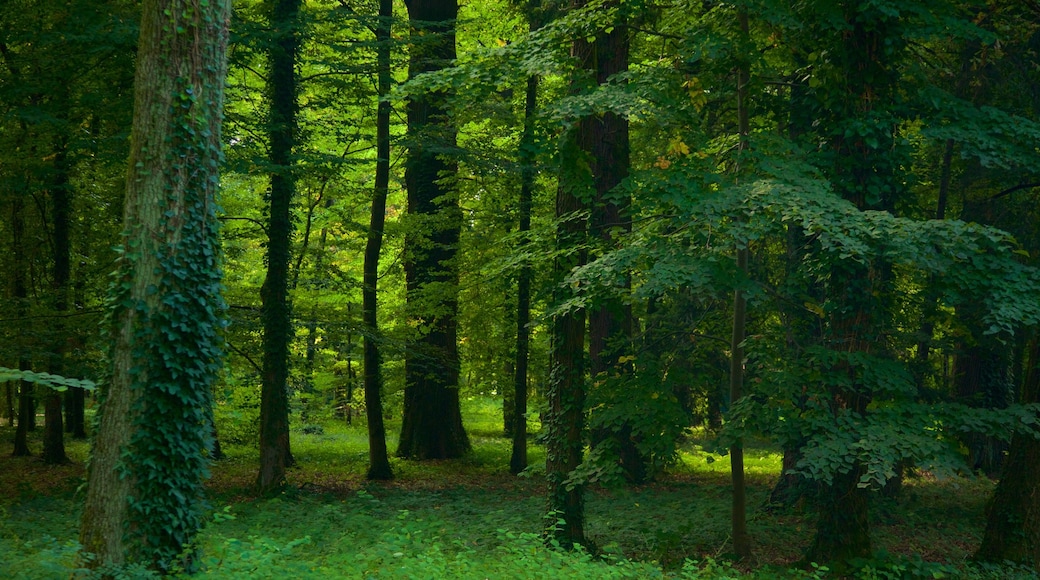 Park Maksimir featuring forest scenes