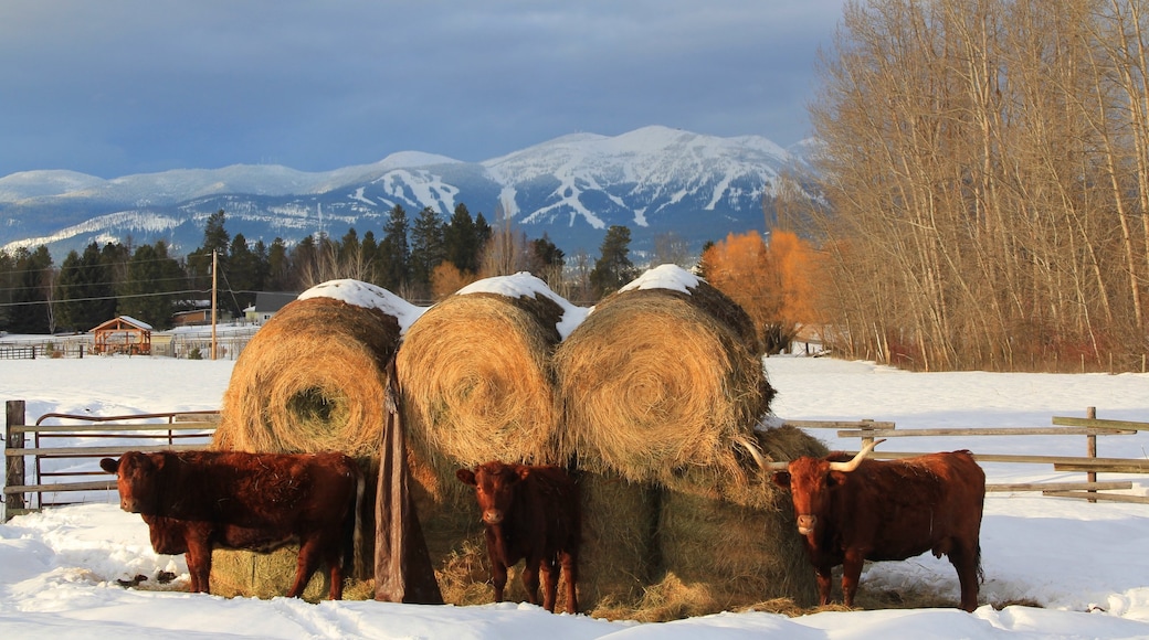 Photo provided by Explore Whitefish/Brian Schott
