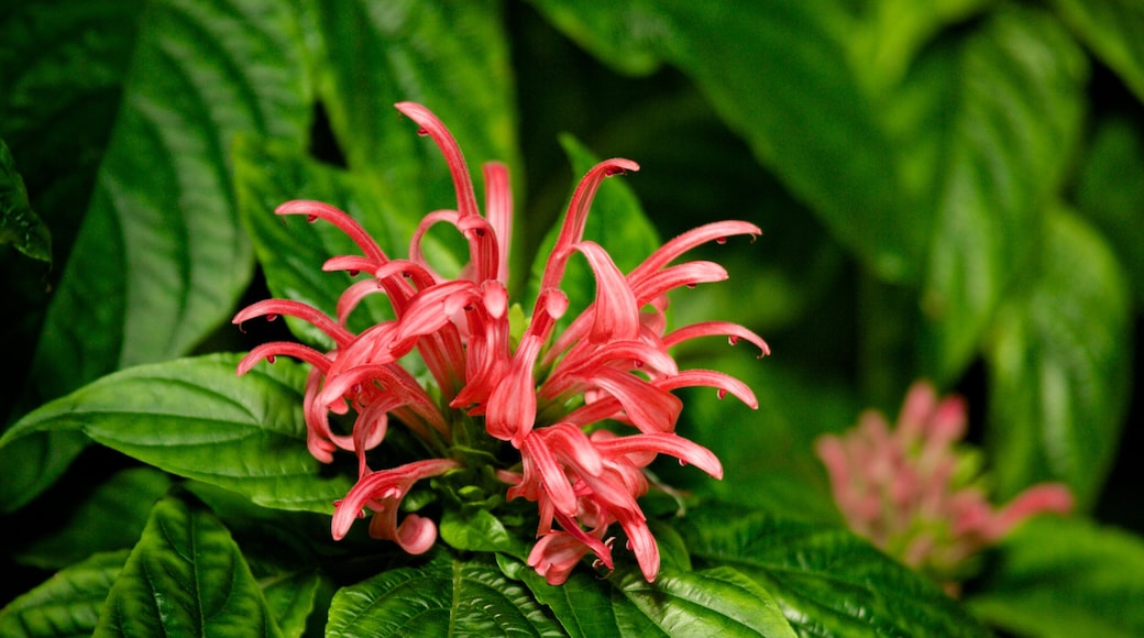 Botanische tuin van Boekarest bevat een park en bloemen