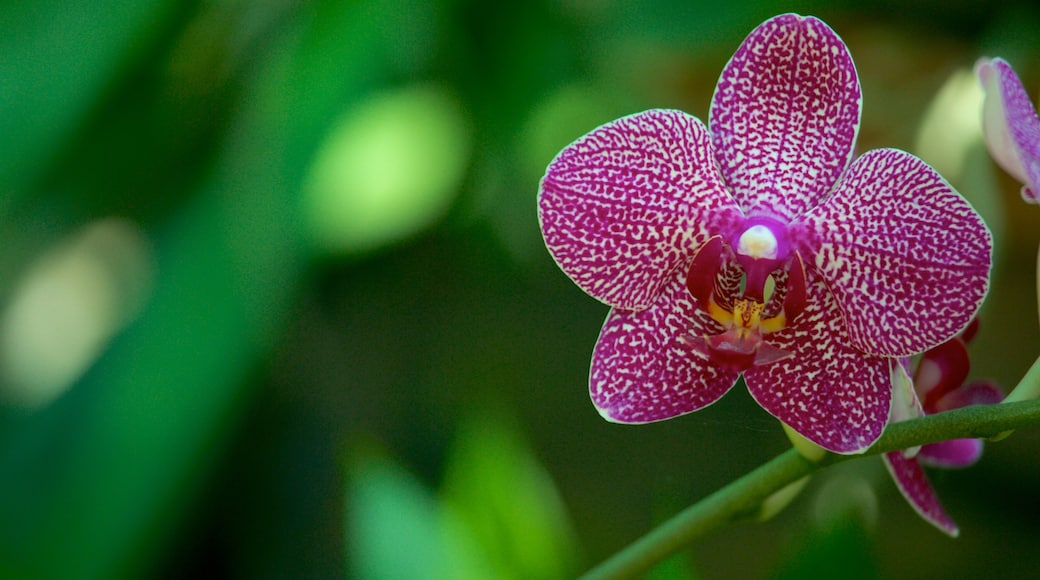 Bukarests botaniska trädgård som visar en trädgård och blommor