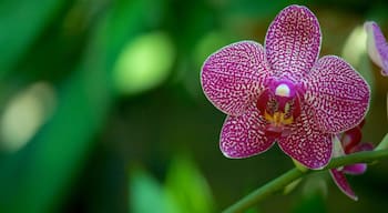 Botanischer Garten Bukarest mit einem Blumen und Park