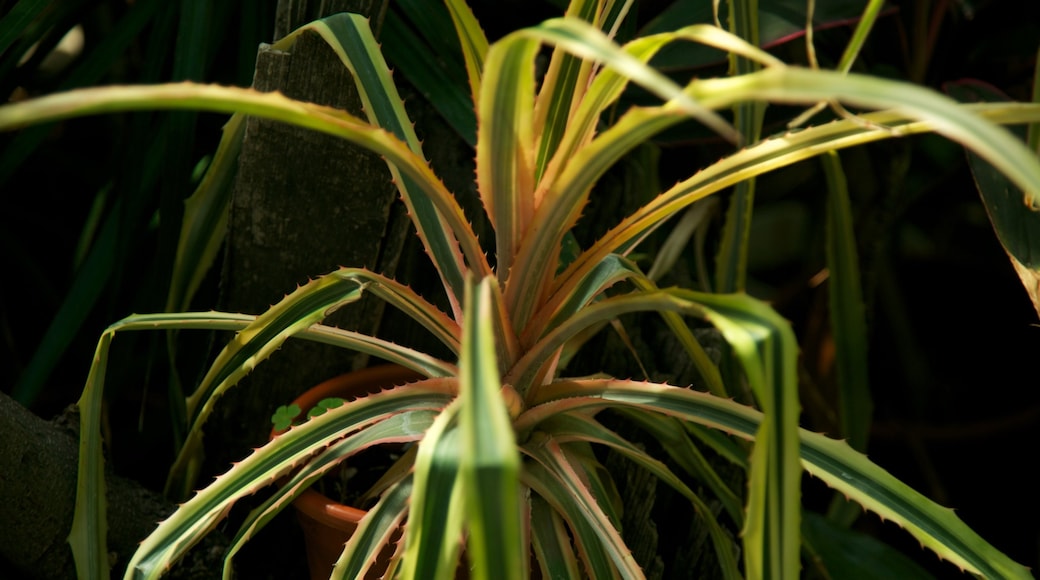 Giardino botanico di Bucarest che include giardino