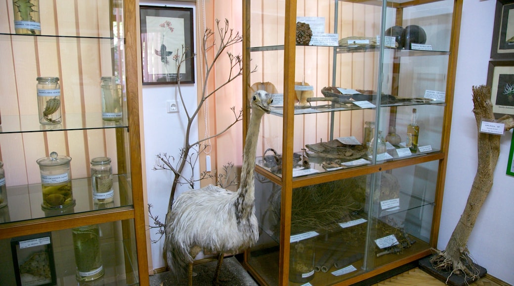 Bucharest Botanical Garden showing interior views