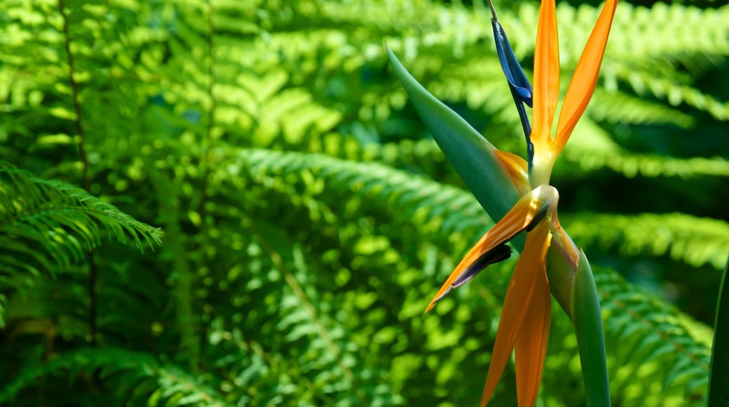 Giardino botanico di Bucarest che include fiori