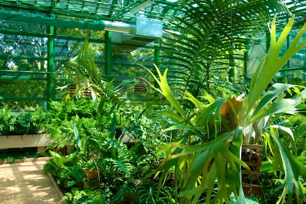 Botanischer Garten Bukarest das einen Garten