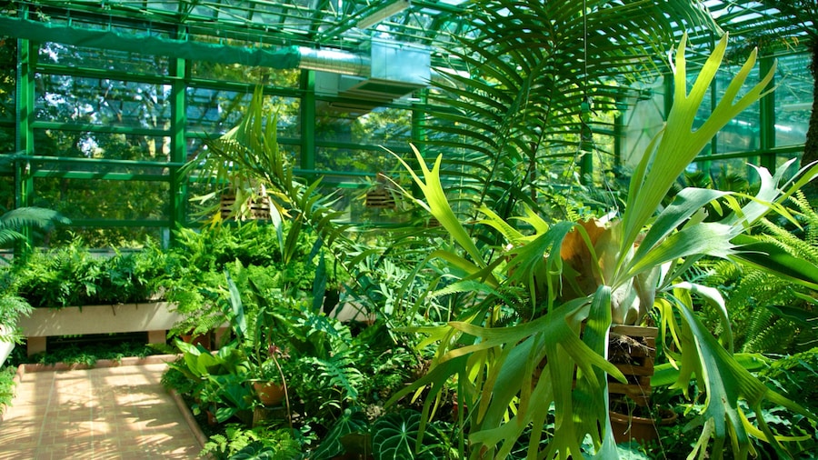 Bucharest Botanical Garden showing a garden
