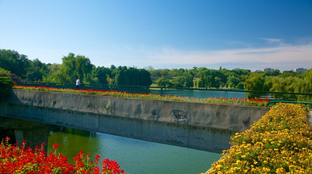 Parque Tineretului ofreciendo un río o arroyo, flores y un puente