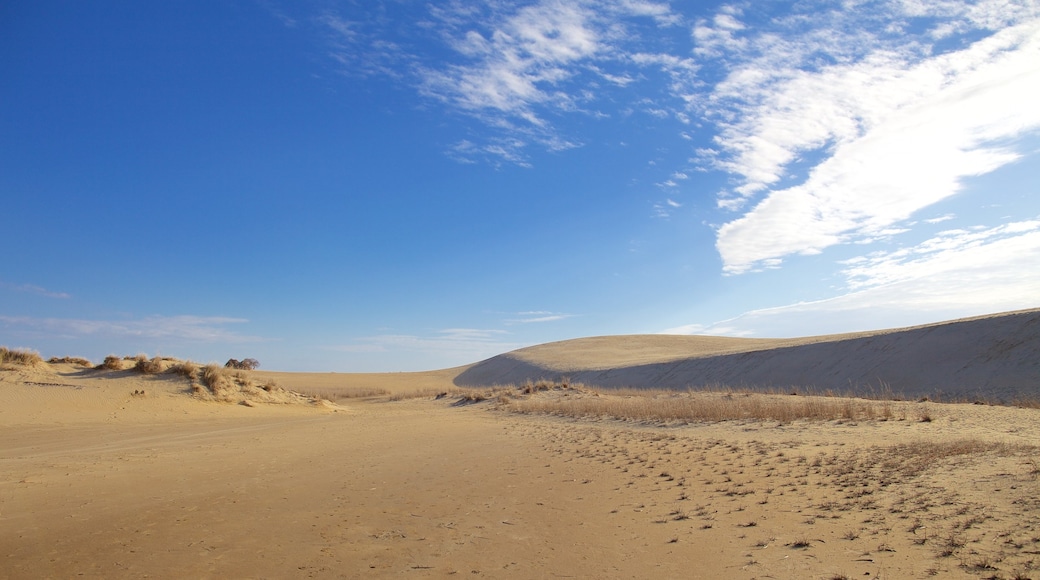 Vườn Tiểu bang Jockey\'s Ridge cho thấy cảnh thanh bình