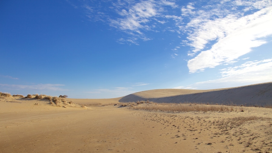 Jockey\'s Ridge State Park som inkluderar stillsam natur