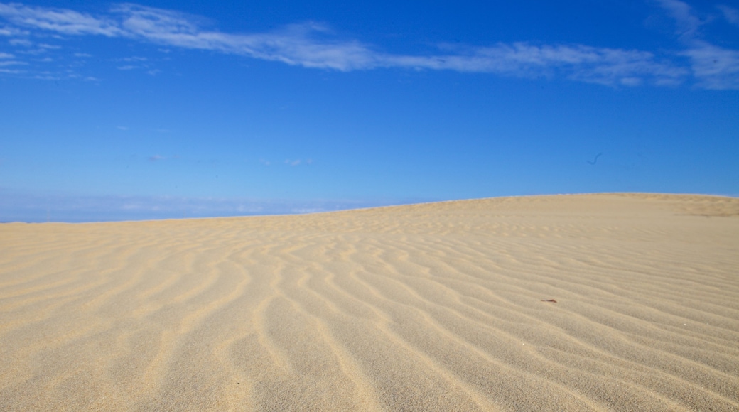 Jockey\'s Ridge State Park ofreciendo escenas tranquilas y vista al desierto