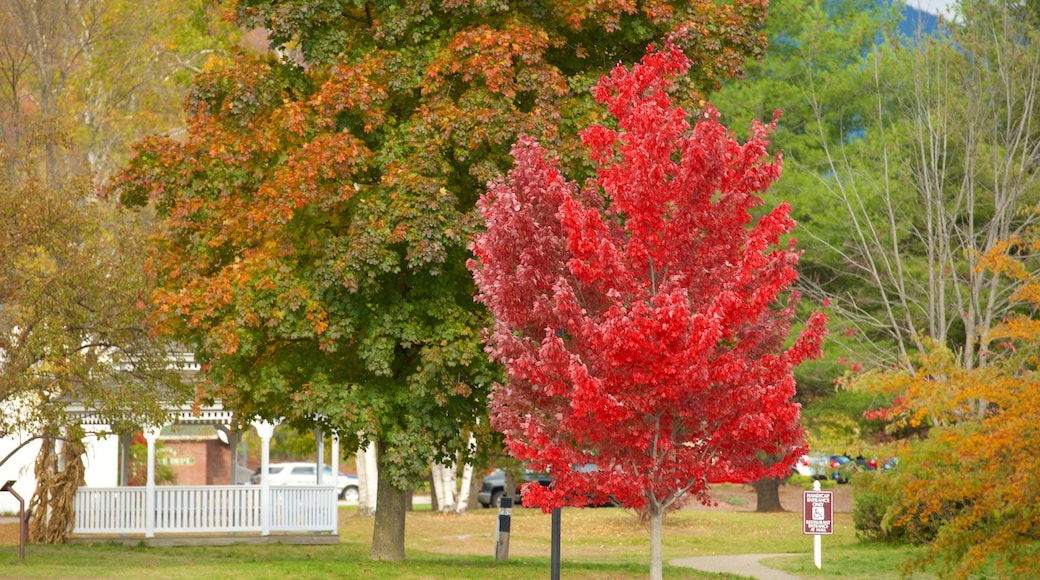 Lincoln featuring autumn leaves