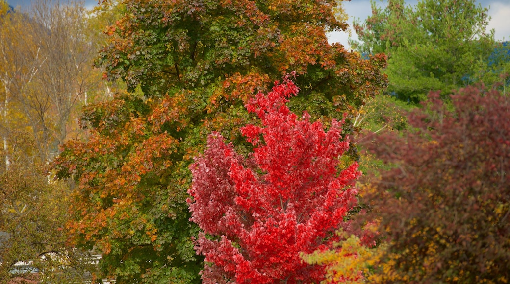 Lincoln featuring autumn leaves