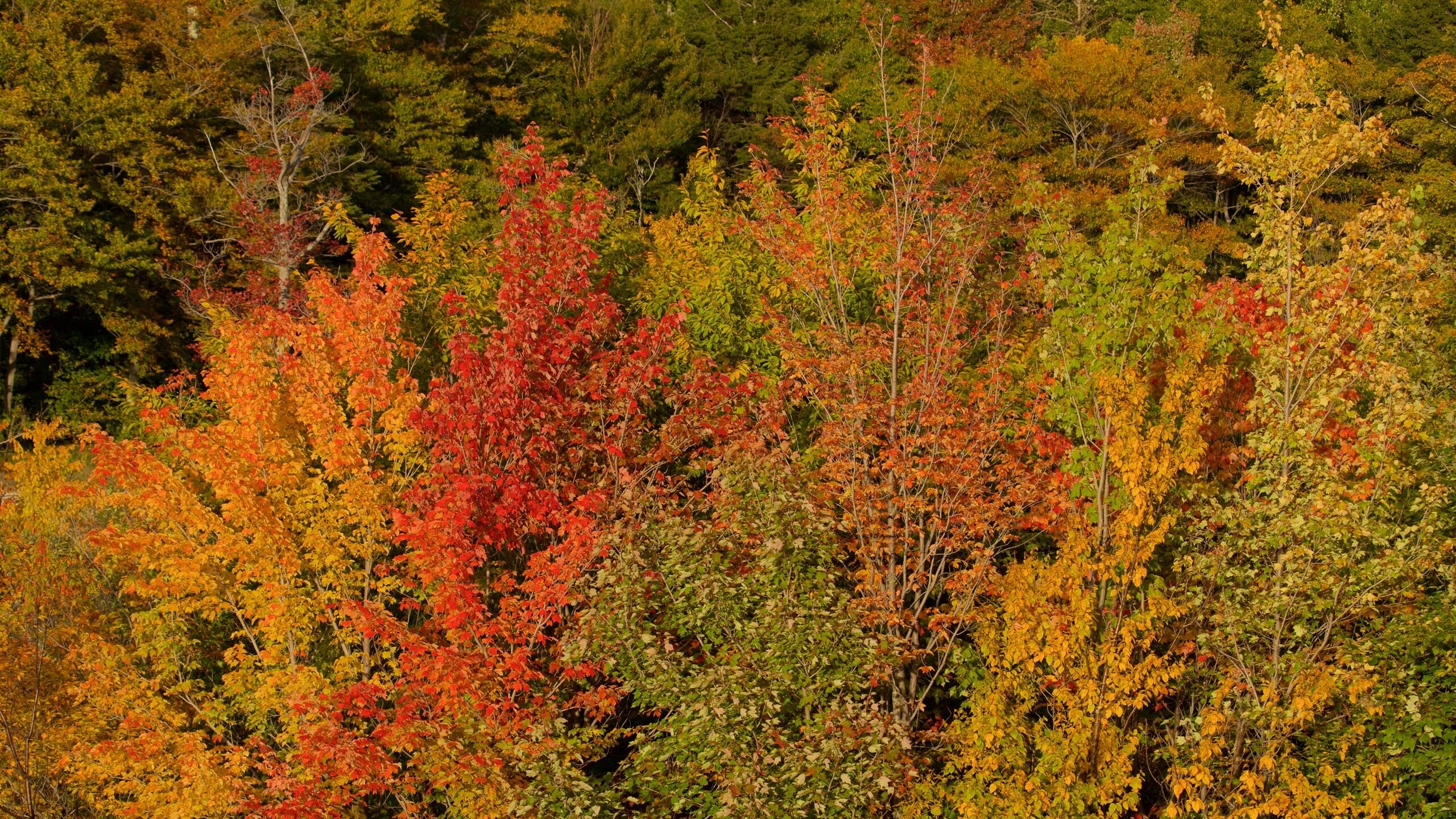 Killington featuring autumn leaves