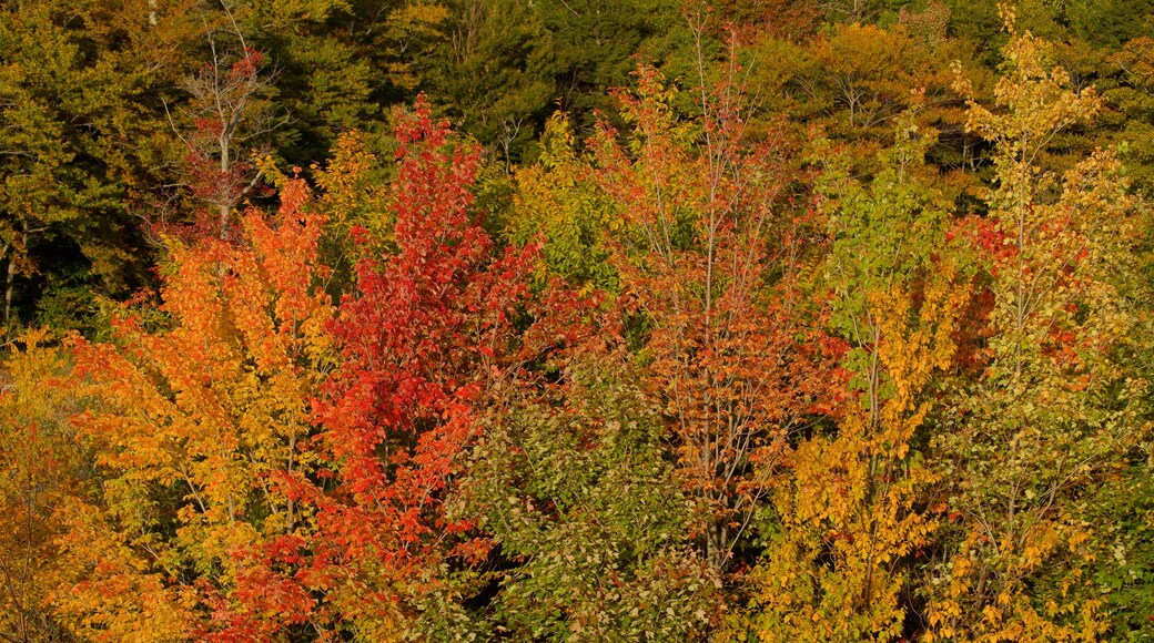 Killington featuring autumn leaves