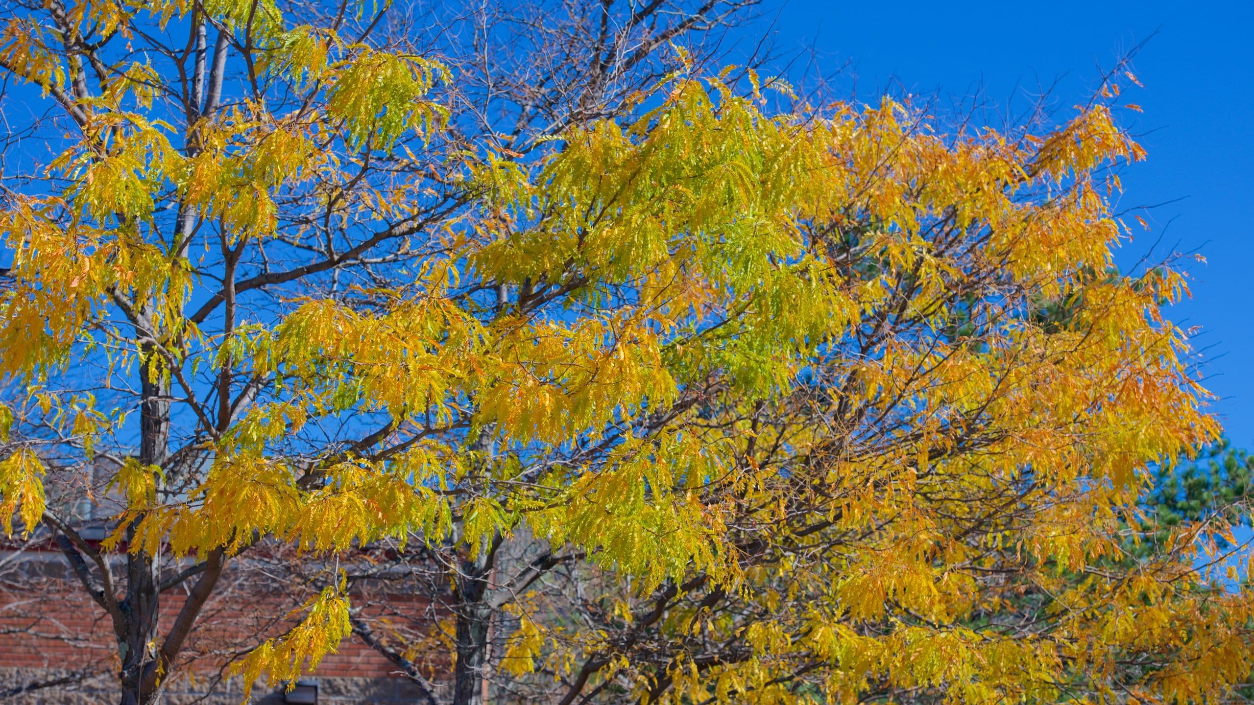 North Conway featuring autumn leaves