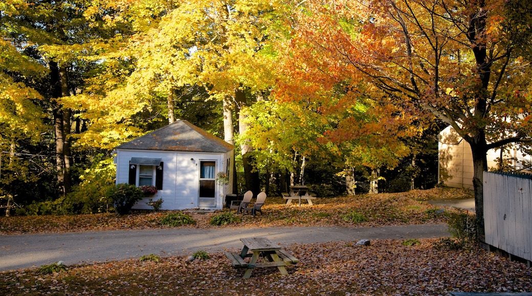 North Conway mostrando escenas forestales, los colores del otoño y una casa
