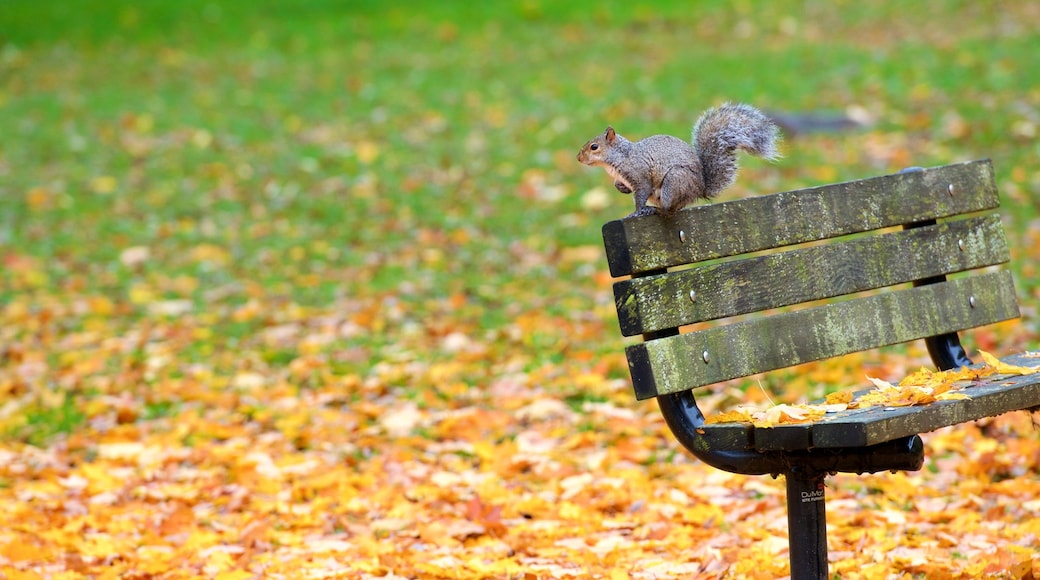 Massachusetts showing autumn leaves and cuddly or friendly animals