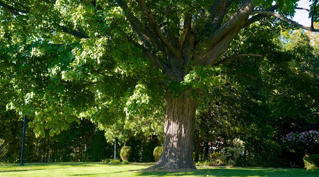 Laconia qui includes jardin