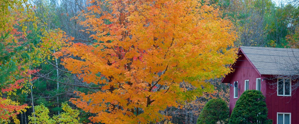 White Mountains Region das einen Herbstblätter und Haus
