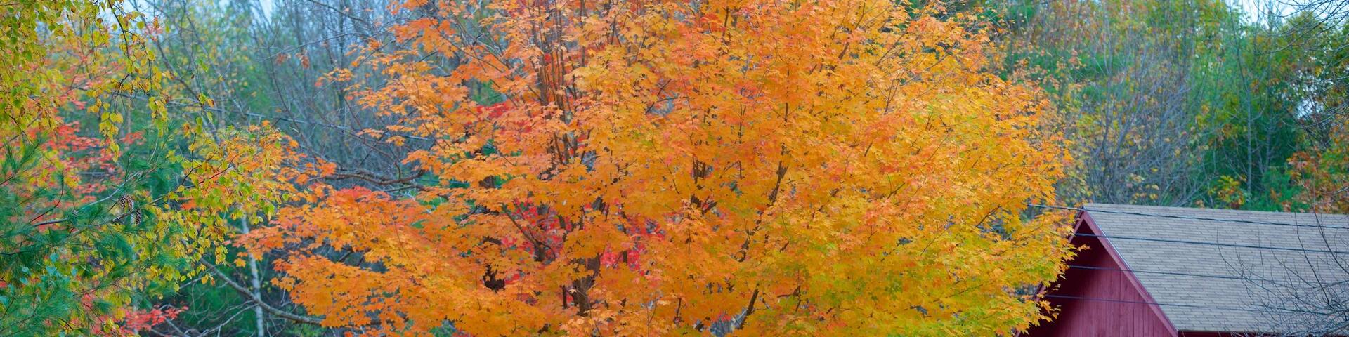 White Mountains featuring autumn leaves and a house