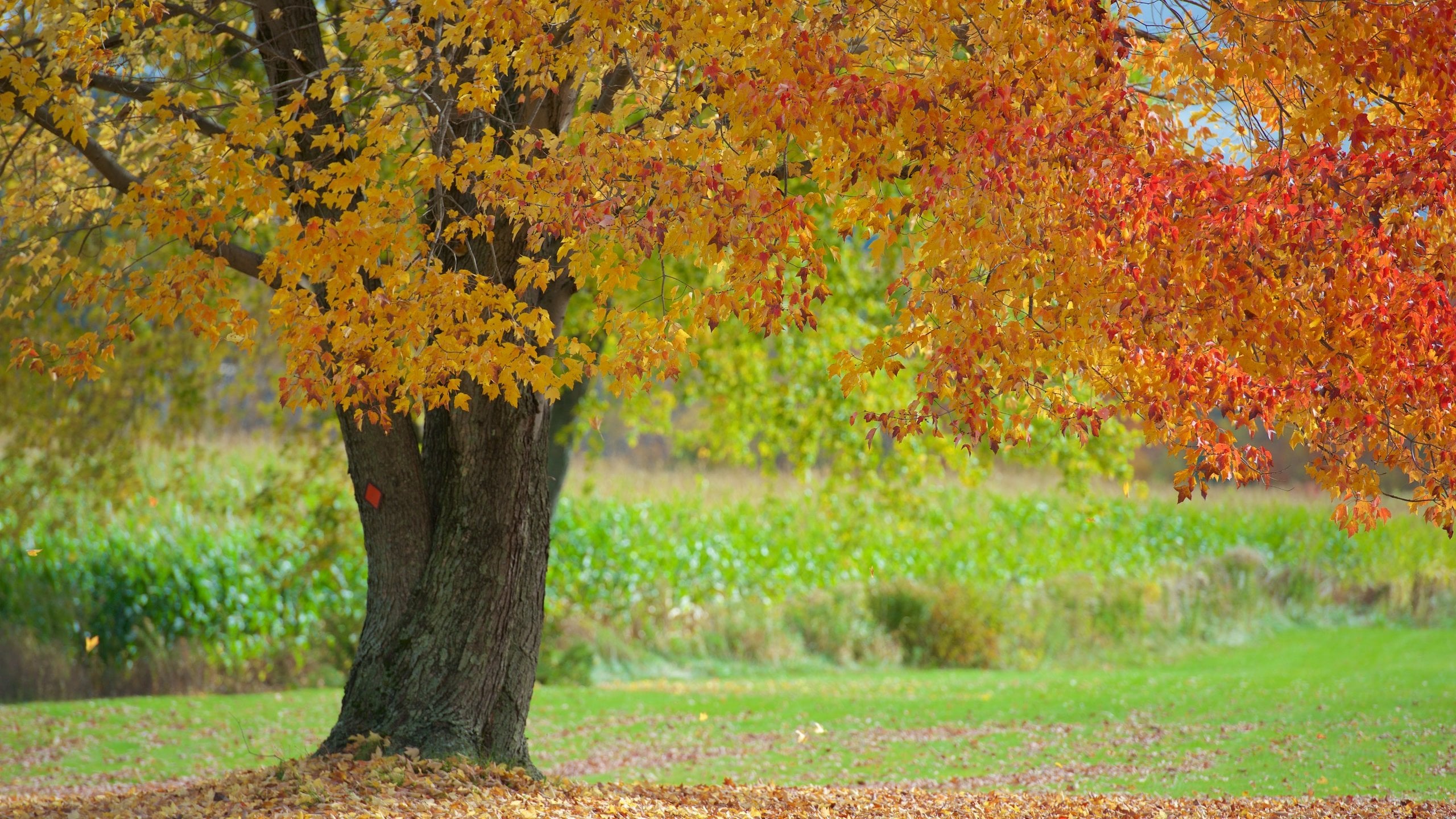 Keene showing fall colors