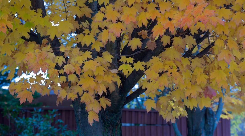 Keene mostrando hojas de otoño