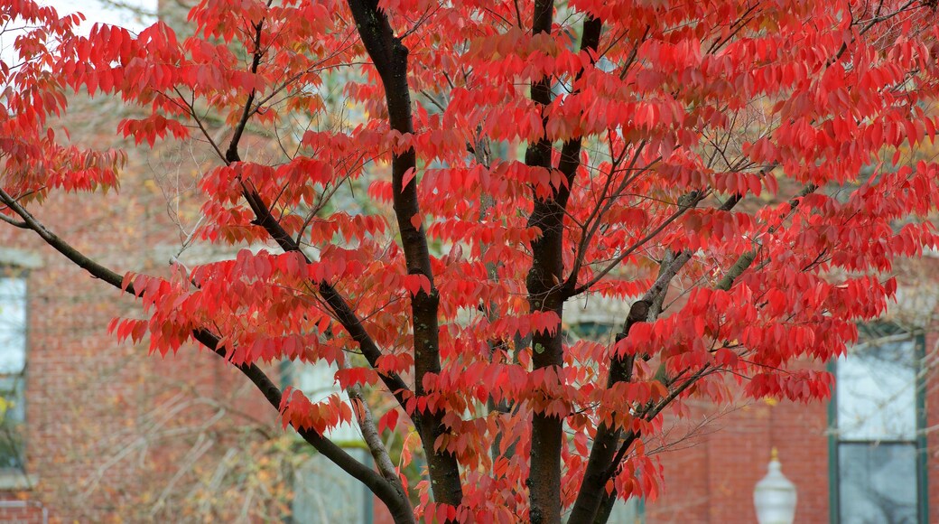 Keene showing autumn leaves