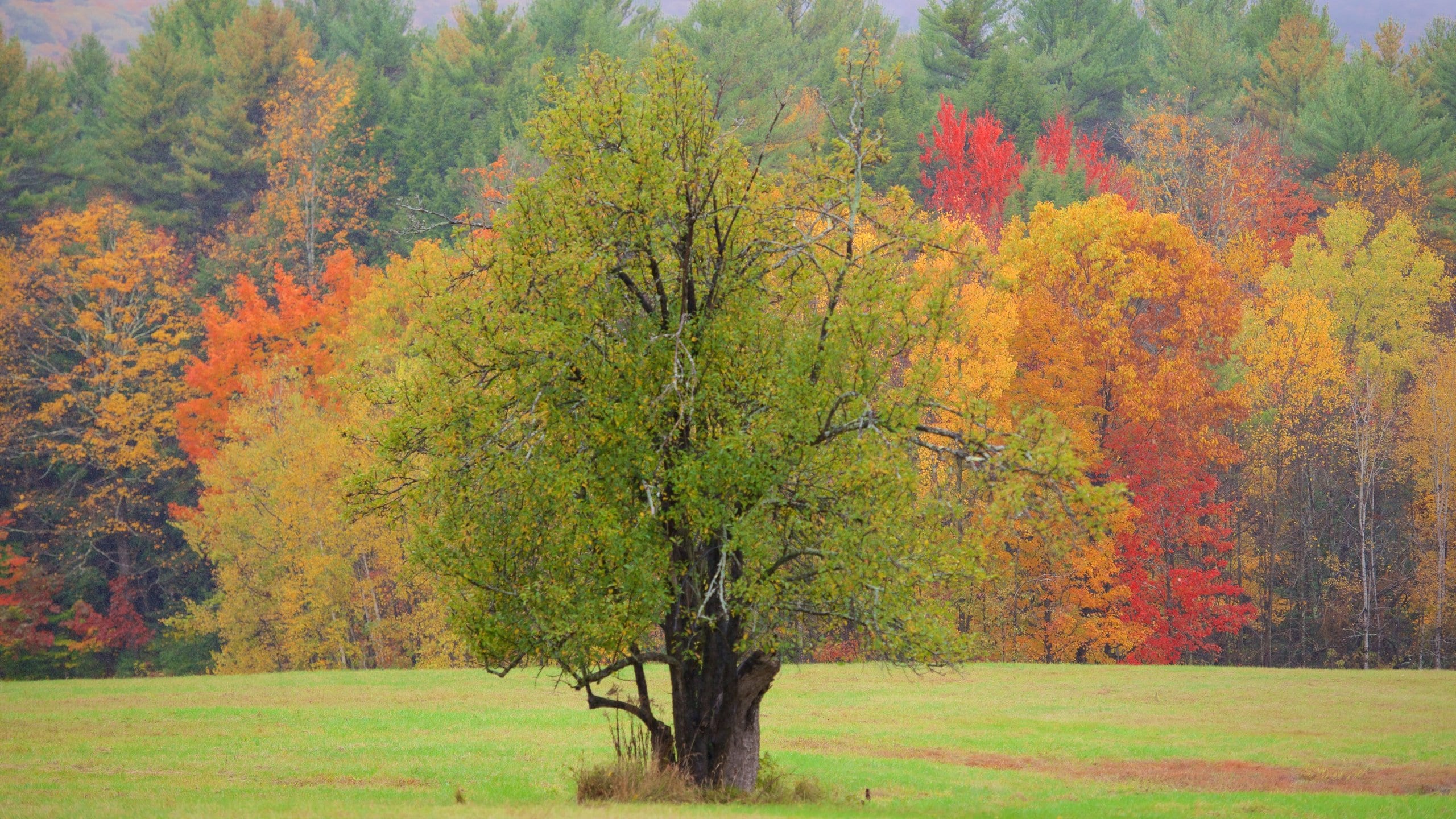 Keene which includes autumn leaves