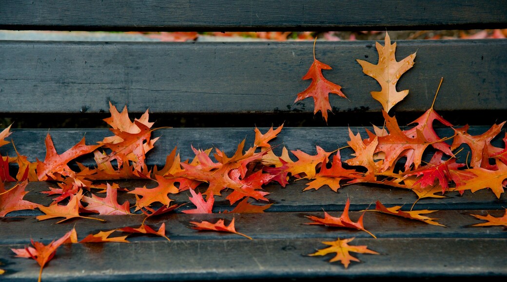 Keene showing autumn colours